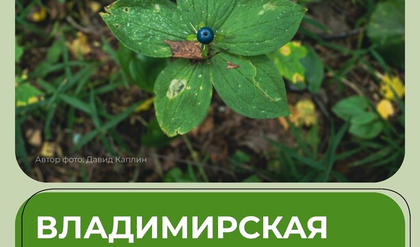 Где летом можно отдохнуть на природе во Владимирской области? 🚘