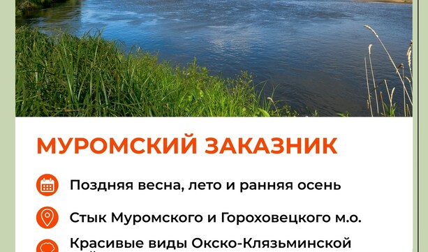 Где летом можно отдохнуть на природе во Владимирской области? 🚘