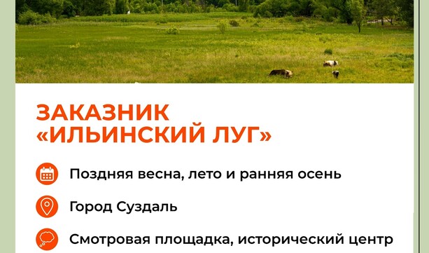Где летом можно отдохнуть на природе во Владимирской области? 🚘